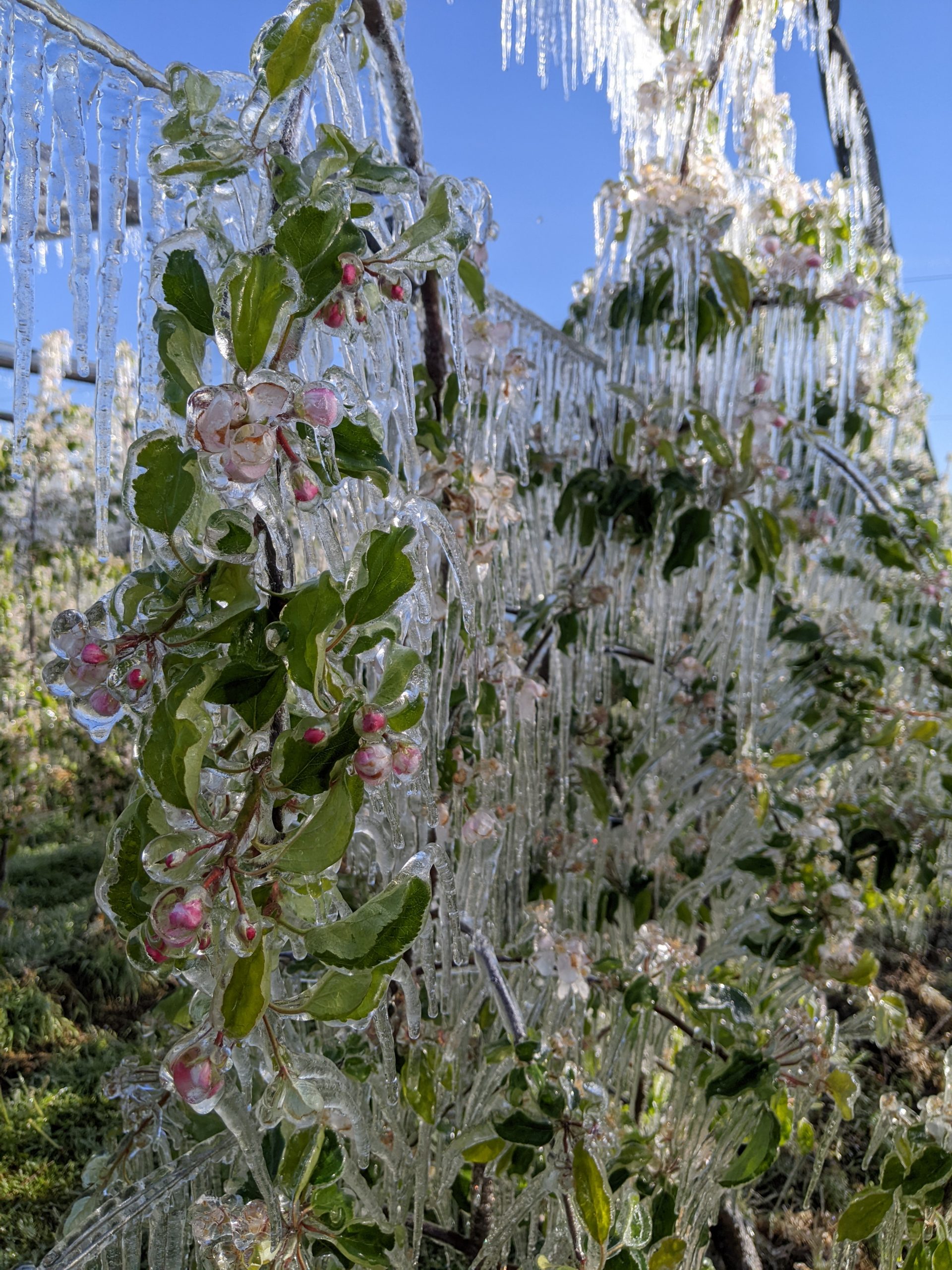 Frostberegnung (c) ERWG