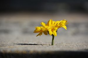 Blume (c) Caroline Bacher - Photo Days 23