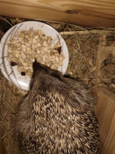 Igel in der Station Hofstätten/Raab